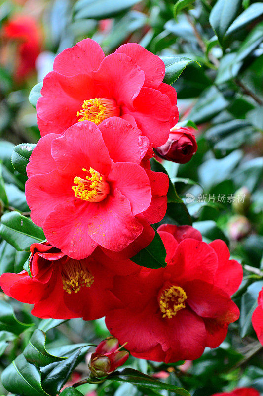 茶花/日本茶花